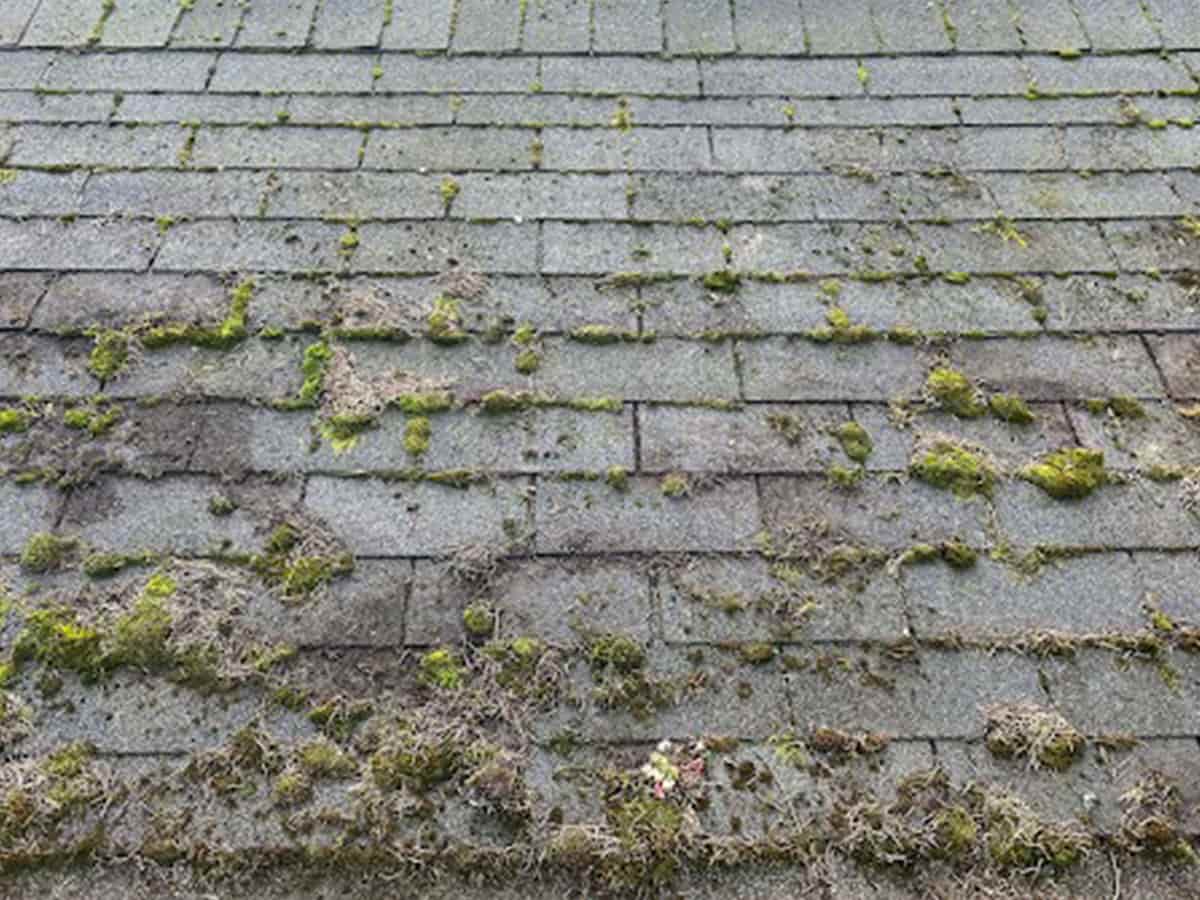 Tier 2 Roof with Heavy Moss Growth