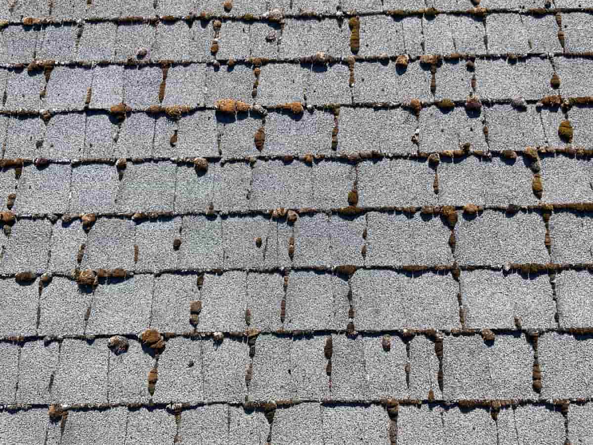 Tier 2 Roof with Moderately Heavy Moss Growth