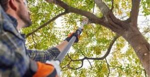 Trimming Tree Branches