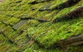 Moss and Algae Prevention