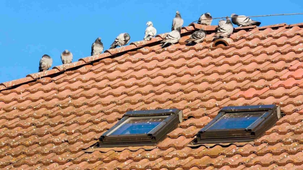 Pest and Wildlife Damage