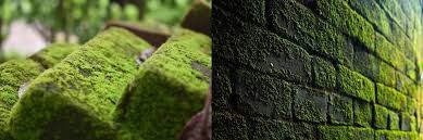 Difference Between Moss and Algae