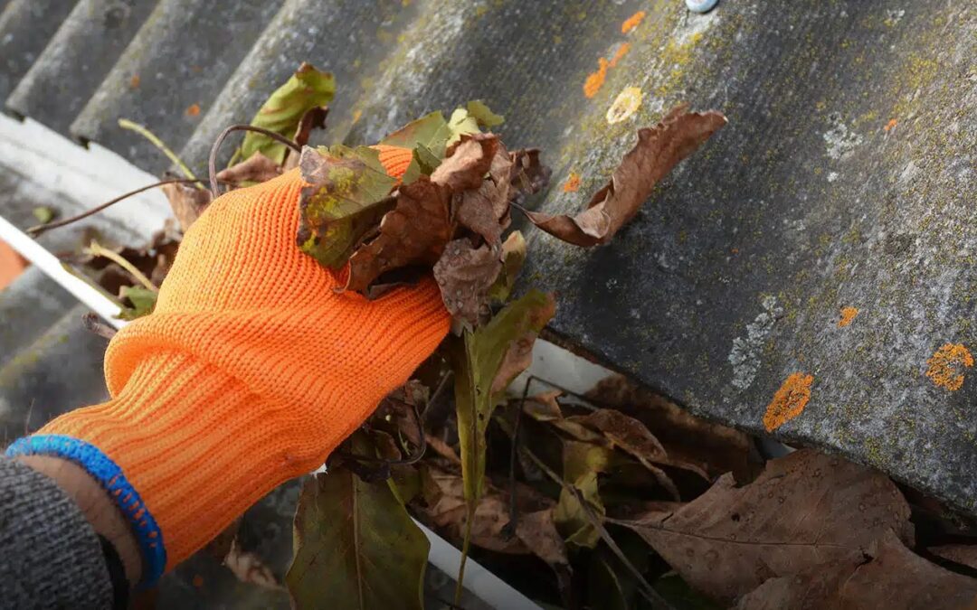 Gutter and Roof Maintenance