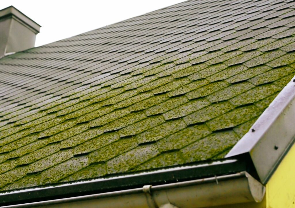 Mold, Moss & Algae