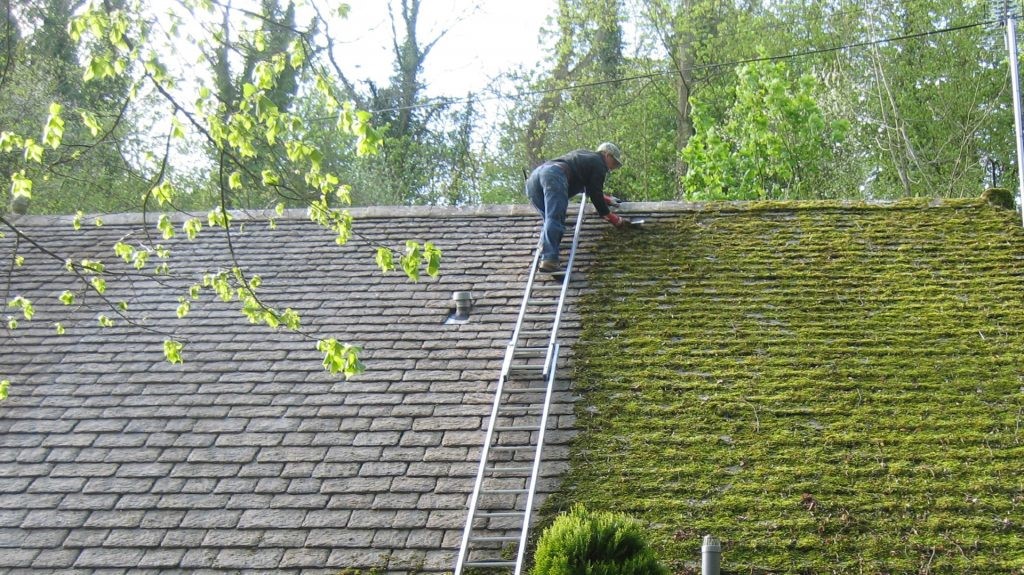 Moss Inspection & Treatment- Gentle but Effective