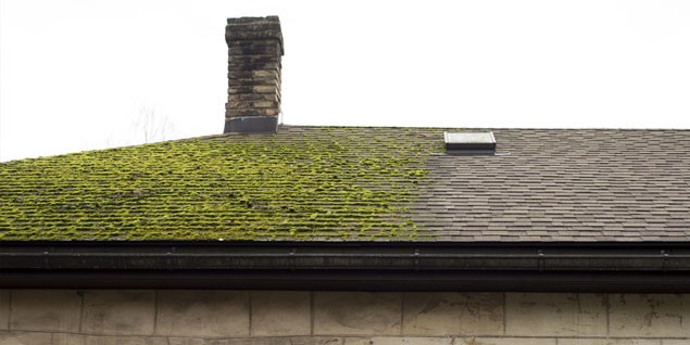 Professional Moss Removal