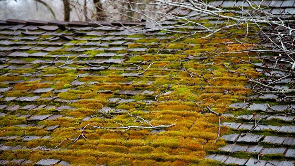 Consider Getting Local Moss Removal