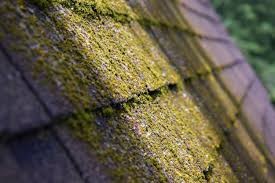 Moss Removal Salem Oregon: How to Prevent Moss Growth on Your Roof in Salem