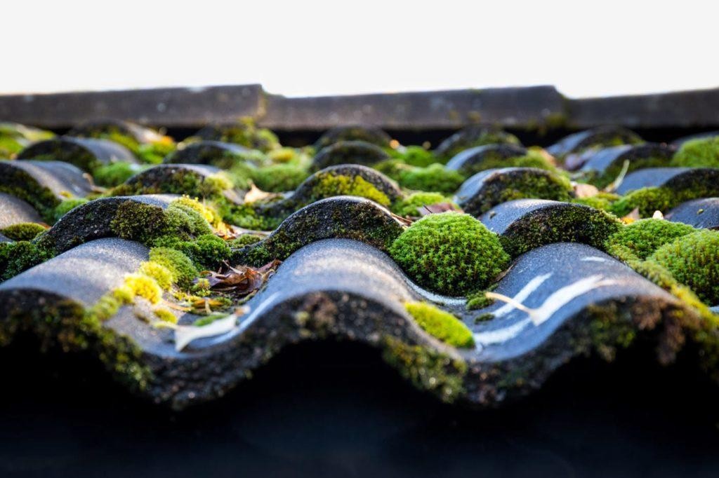 Moss Treatment services