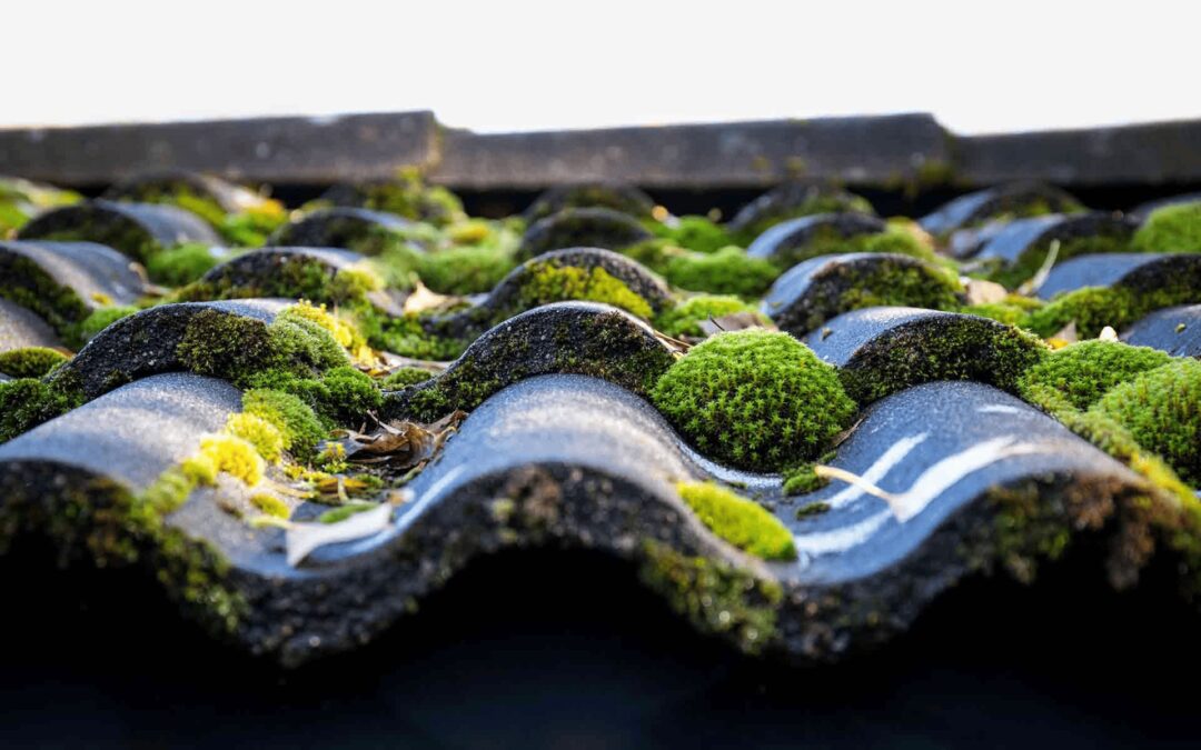 Moss Grows on Roofs