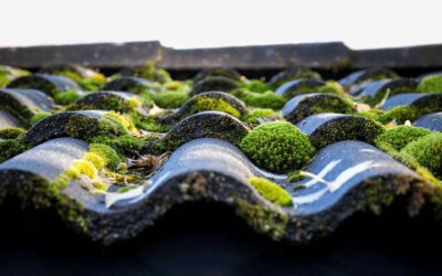 Why Moss Grows on Roofs and How to Stop It