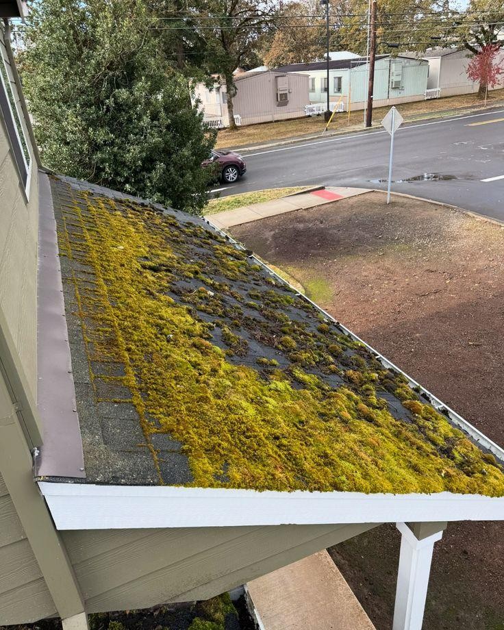 Moss on roof