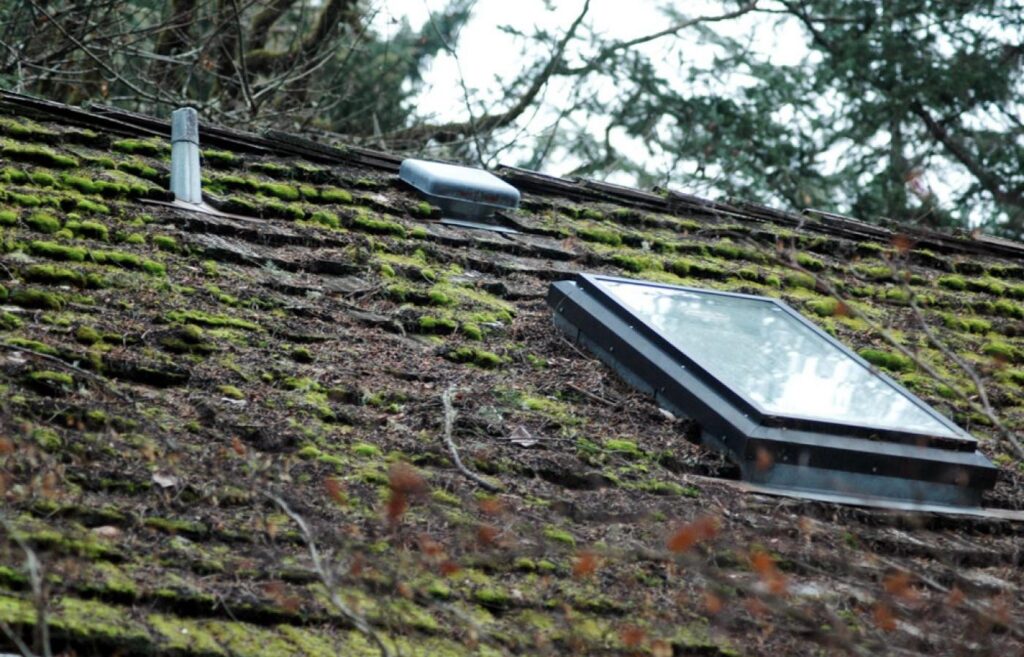 moss on roof Oregon