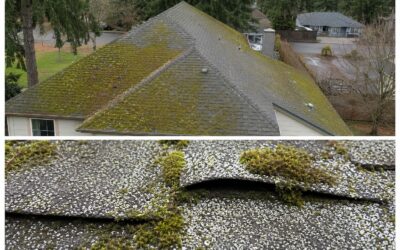 Moss on Roof in Silverton, OR: Does It Really Damage Your Shingles?