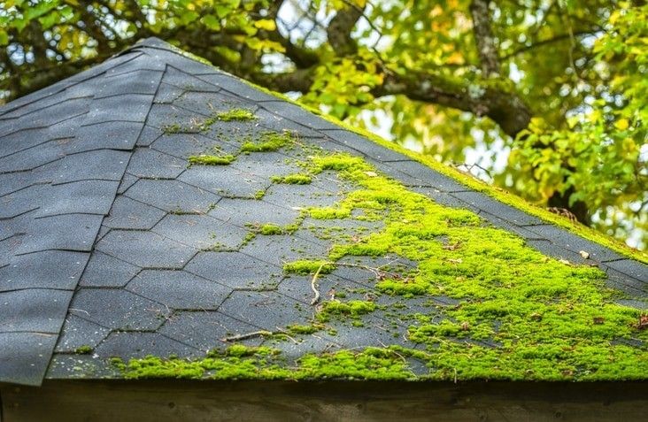 Moss or Algae Growth